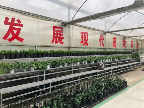 广饶县军创企业家联盟 在大王镇嘉颐高效生态科技示范园挂牌成立