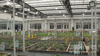 QQ农场成真 植物工厂领衔农业经济新模式